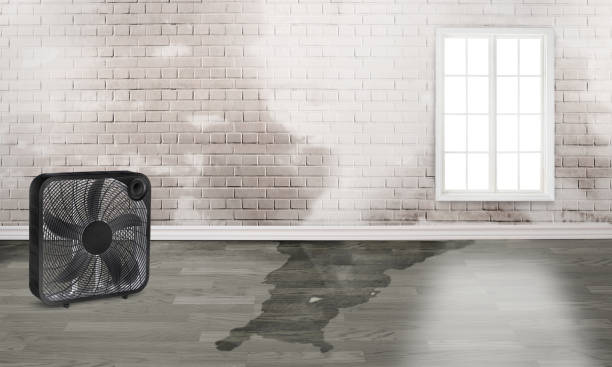 Best 24/7 water damage repair  in Horatio, AR